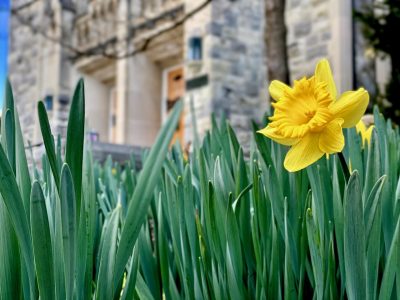 A lone daffodil blooming on the Virginia Tech campus. A Hokie Stone building is blurry in the background.